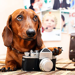 Dog with camera