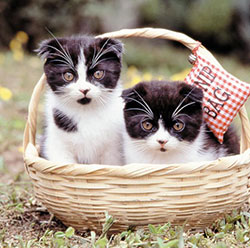 Cats in a basket